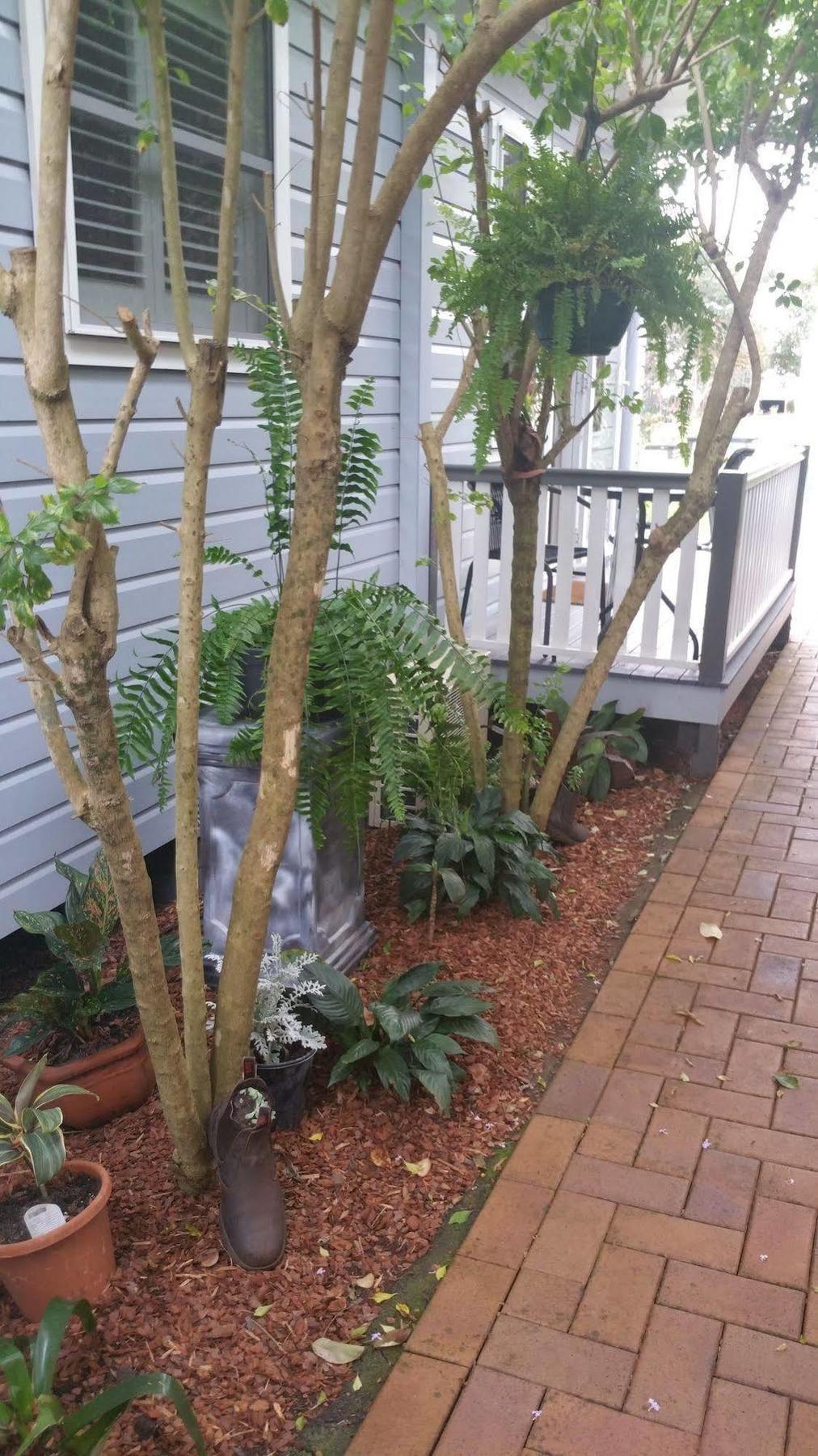 Elindale House Bed&Breakfast Lismore Esterno foto
